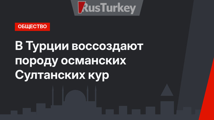 В Турции воссоздают породу османских Султанских кур
