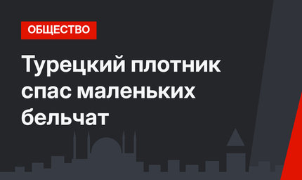 Турецкий плотник спас маленьких бельчат