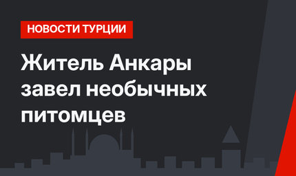Житель Анкары завел необычных питомцев