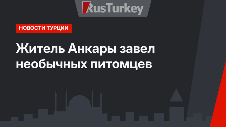 Житель Анкары завел необычных питомцев