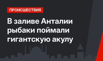 В заливе Анталии рыбаки поймали гигантскую акулу