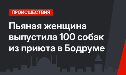 Пьяная женщина выпустила 100 собак из приюта в Бодруме