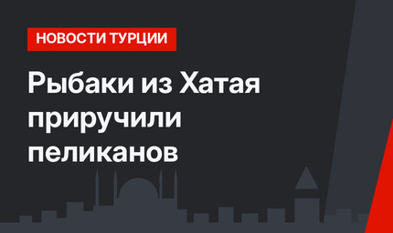 Рыбаки из Хатая приручили пеликанов