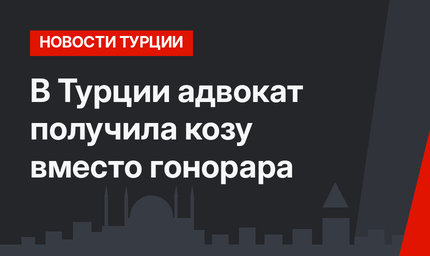 В Турции адвокат получила козу вместо гонорара