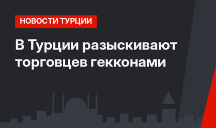 В Турции разыскивают торговцев гекконами