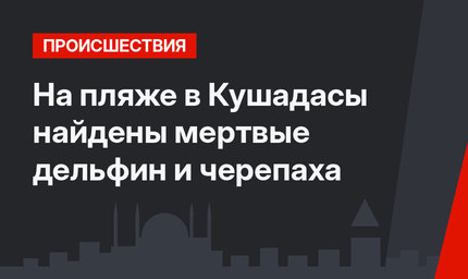 На пляже в Кушадасы найдены мертвые дельфин и черепаха