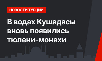 В водах Кушадасы вновь появились тюлени-монахи