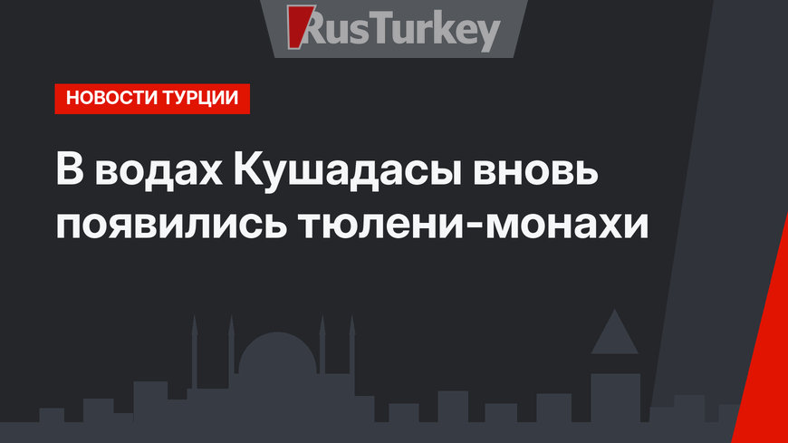 В водах Кушадасы вновь появились тюлени-монахи