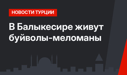 В Балыкесире живут буйволы-меломаны