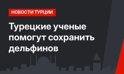 Турецкие ученые помогут сохранить дельфинов
