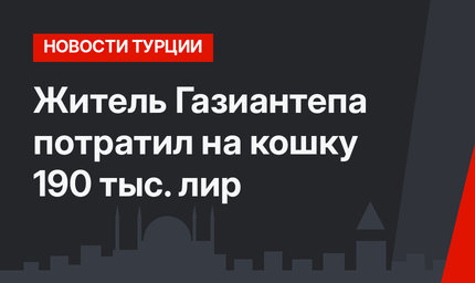 Житель Газиантепа потратил на кошку 190 тыс. лир