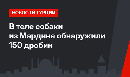 В теле собаки из Мардина обнаружили 150 дробин