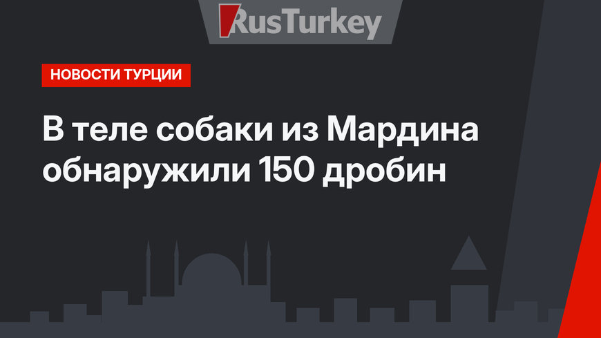 В теле собаки из Мардина обнаружили 150 дробин