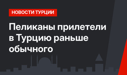 Пеликаны прилетели в  Турцию  раньше обычного