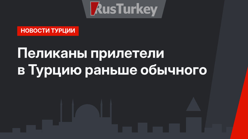 Пеликаны прилетели в  Турцию  раньше обычного