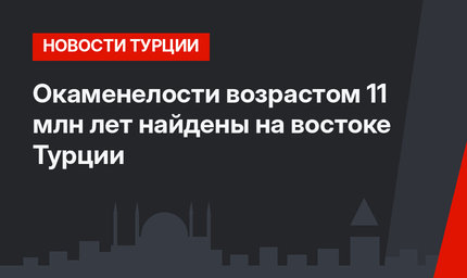 Окаменелости возрастом 11 млн лет найдены на востоке Турции
