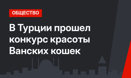 В Турции прошел конкурс красоты Ванских кошек