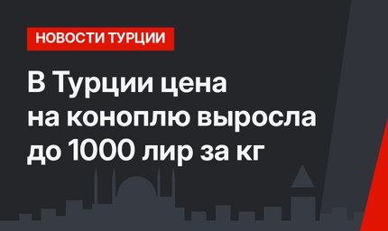В Турции цена на коноплю выросла до 1000 лир за кг