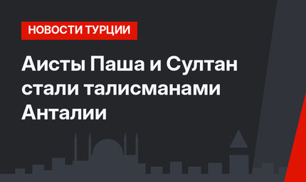 Аисты Паша и Султан стали талисманами Анталии