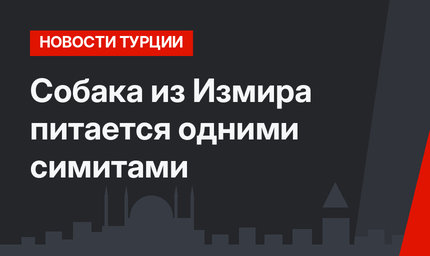 Собака из Измира питается одними симитами