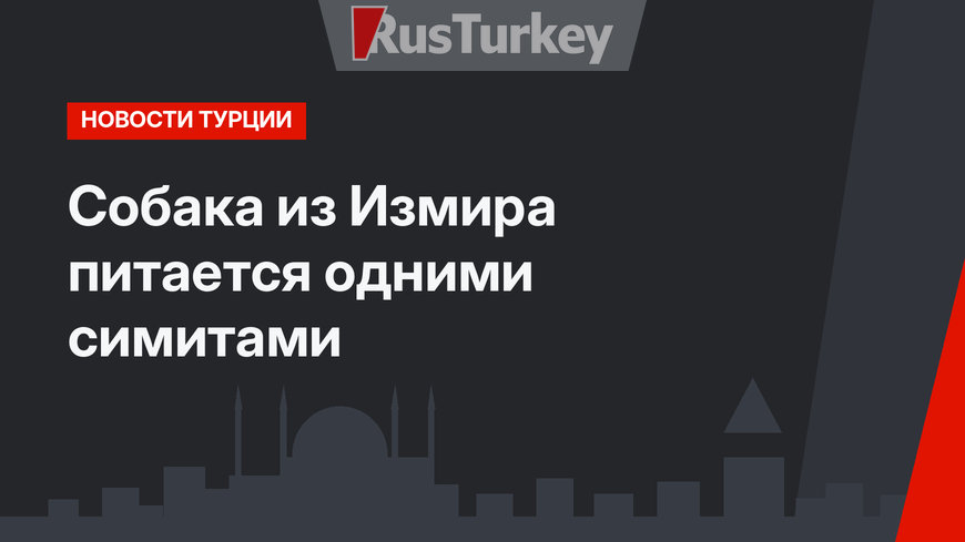 Собака из Измира питается одними симитами