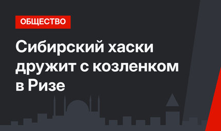 Сибирский хаски дружит с козленком в Ризе