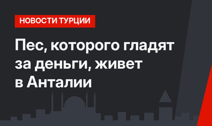 Пес, которого гладят за деньги, живет в Анталии