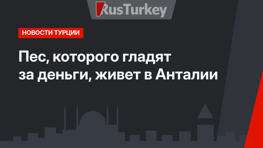 Пес, которого гладят за деньги, живет в Анталии
