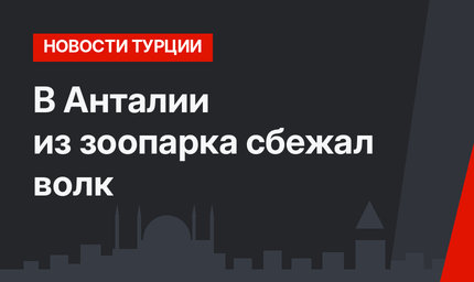 В Анталии из зоопарка сбежал волк