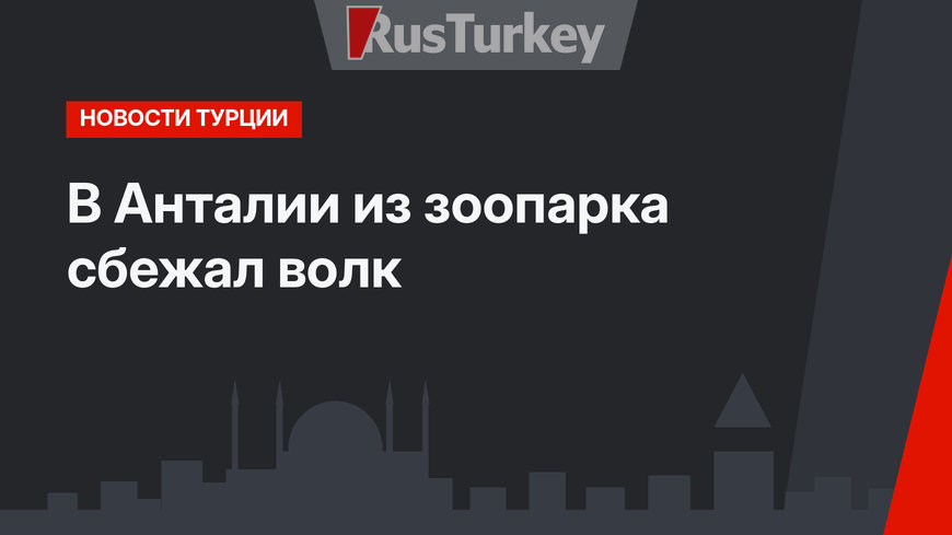 В Анталии из зоопарка сбежал волк