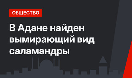 В Адане найден вымирающий вид саламандры