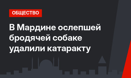 В Мардине ослепшей бродячей собаке удалили катаракту