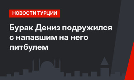 Бурак Дениз подружился с напавшим на него питбулем