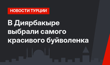 В Диярбакыре выбрали самого красивого буйволенка