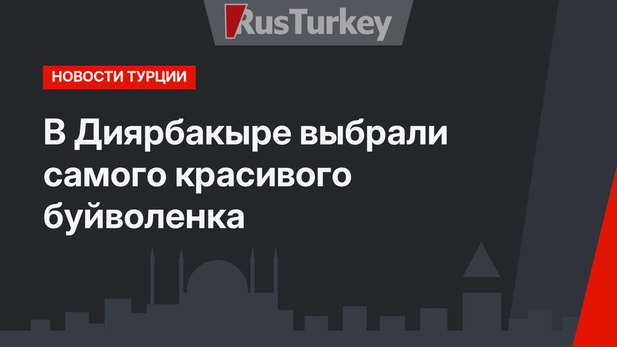 В Диярбакыре выбрали самого красивого буйволенка