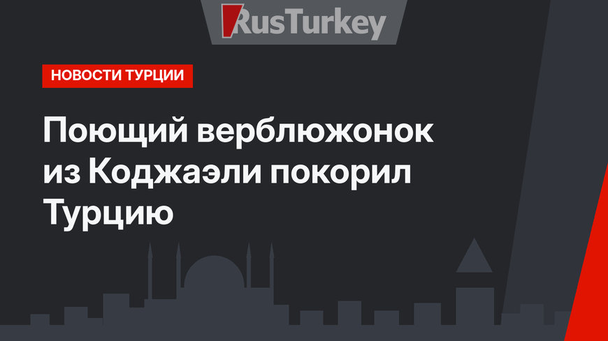 Поющий верблюжонок из Коджаэли покорил Турцию