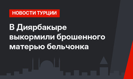 В Диярбакыре выкормили брошенного матерью бельчонка