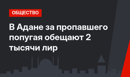 В Адане за пропавшего попугая обещают 2 тысячи лир