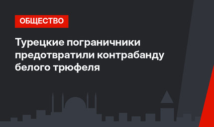 Турецкие пограничники предотвратили контрабанду белого трюфеля