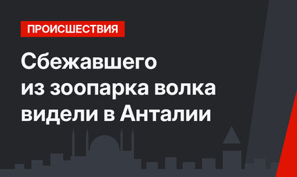 Сбежавшего из зоопарка волка видели в Анталии