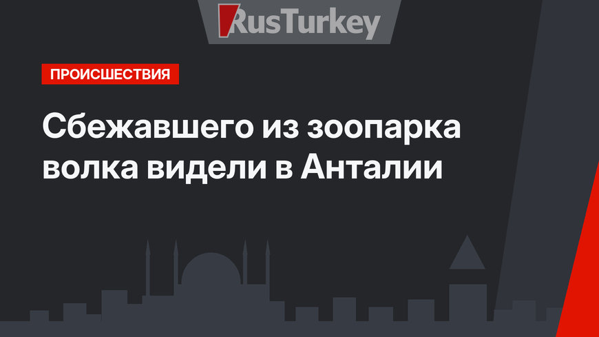 Сбежавшего из зоопарка волка видели в Анталии