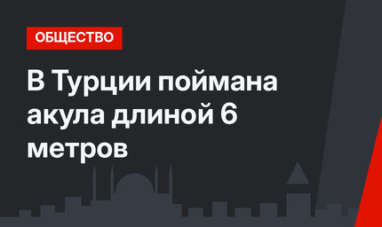 В Турции поймана акула длиной 6 метров