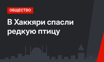 В Хаккяри спасли редкую птицу