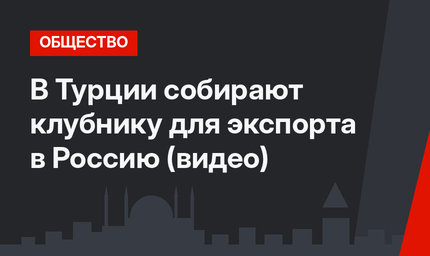 В Турции собирают клубнику для экспорта в Россию (видео)