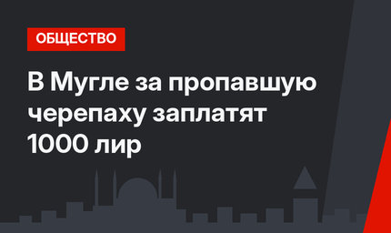 В Мугле за пропавшую черепаху заплатят 1000 лир