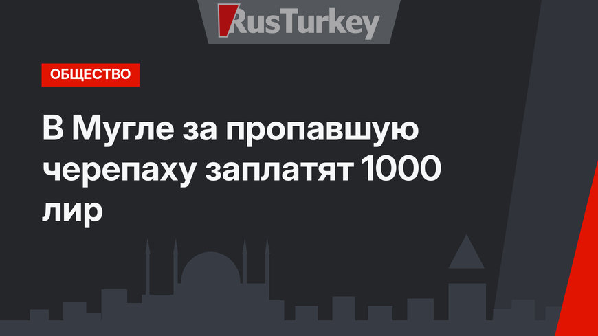 В Мугле за пропавшую черепаху заплатят 1000 лир