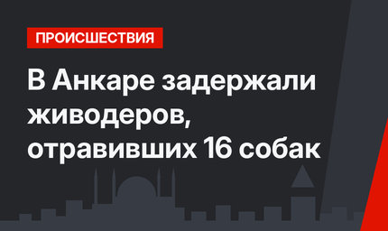 В Анкаре задержали живодеров, отравивших 16 собак