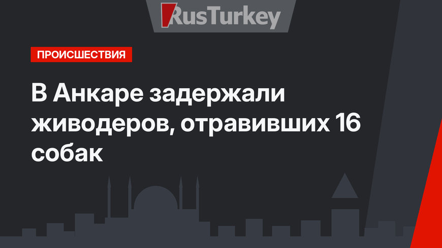В Анкаре задержали живодеров, отравивших 16 собак