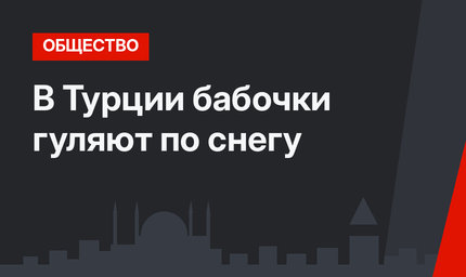 В Турции бабочки гуляют по снегу