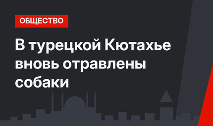 В турецкой Кютахье вновь отравлены собаки
